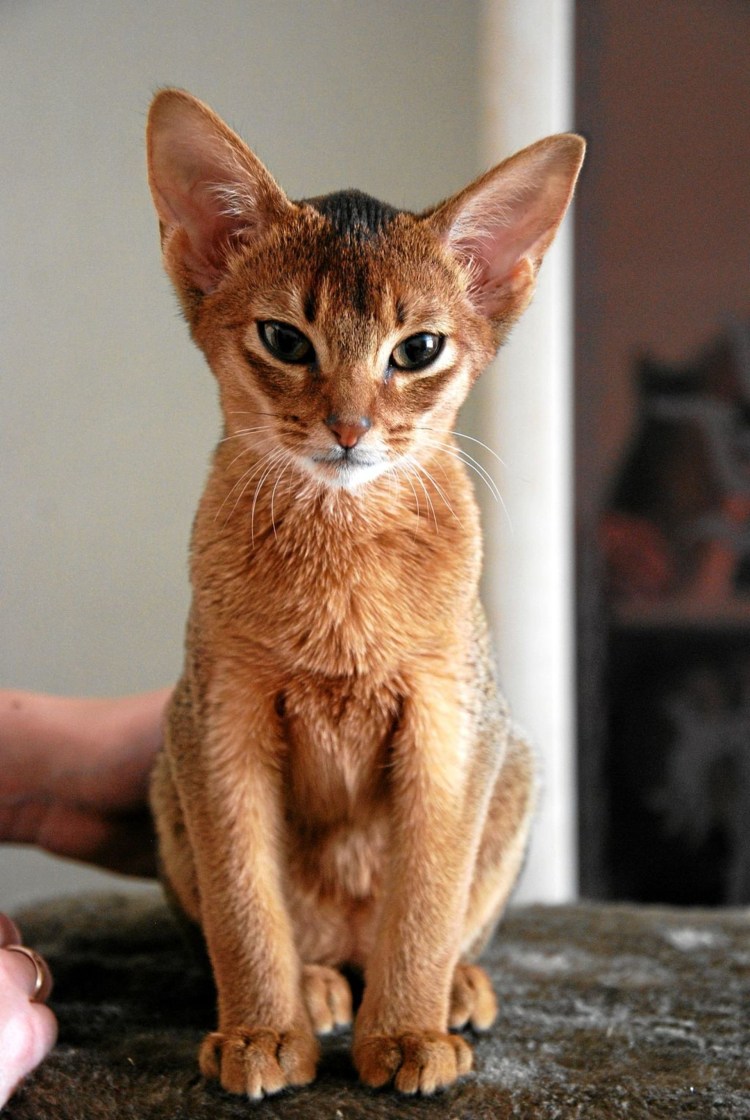 Абиссинская кошка соррель