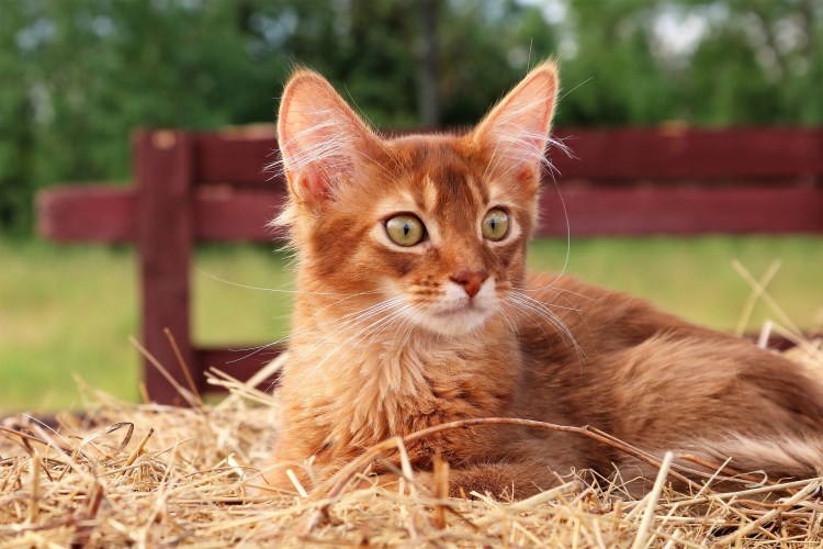 Абиссинский кот рыжий