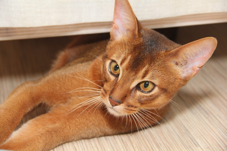 Рыжая кошка порода Абиссинская