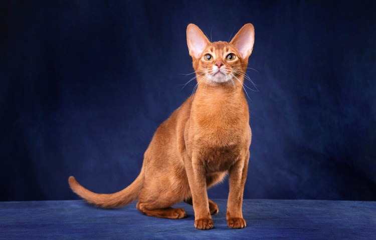 Абиссинский рыжий котенок