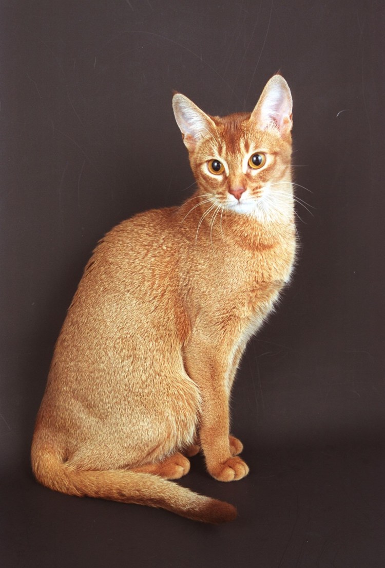 Порода кошек абиссинец