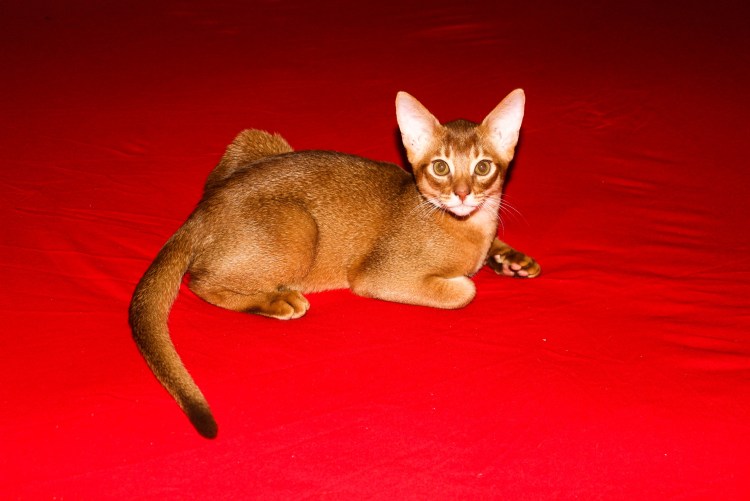 Сомалийская кошка