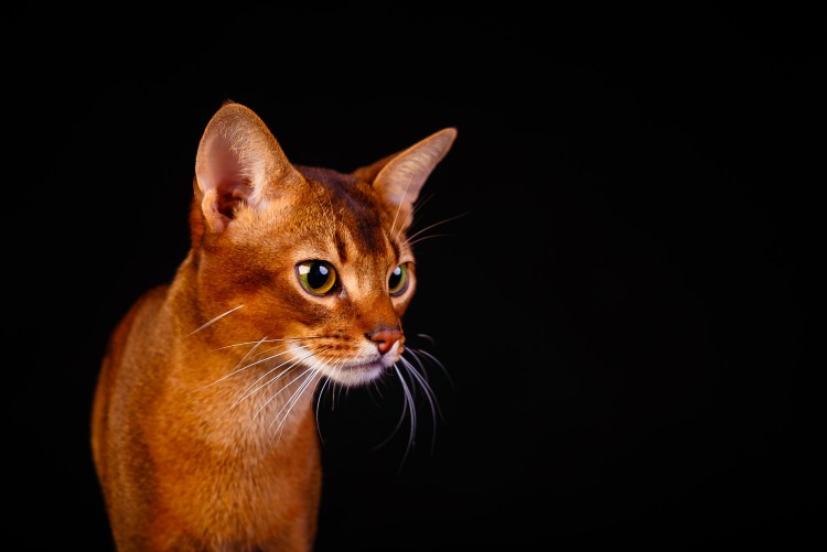 Египетская порода кошек Абиссинская