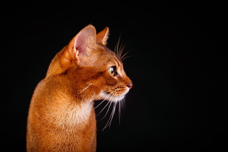 Абиссинец Ruddy