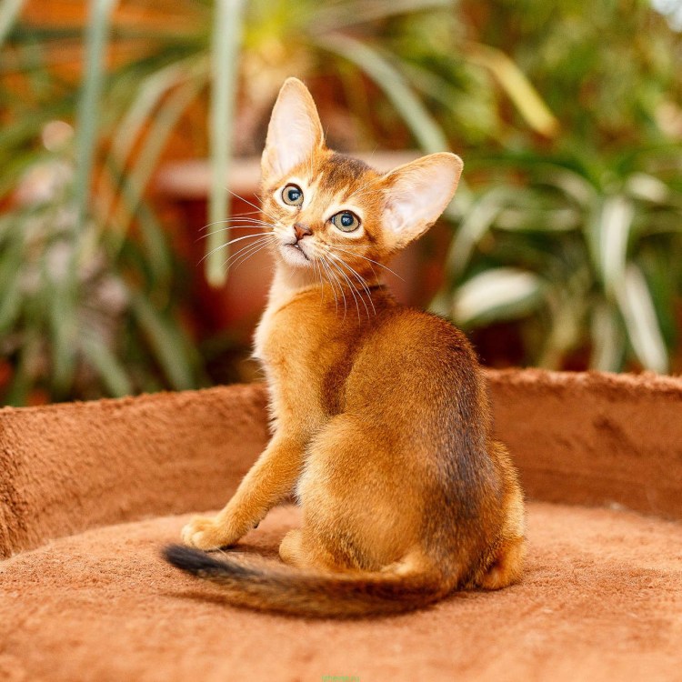 Абиссинская кошка