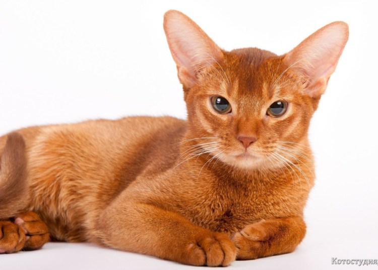 Абиссинская кошка с днем рождения