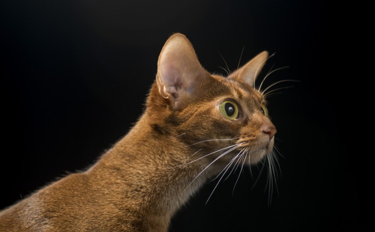 Абиссинский кот полосатый