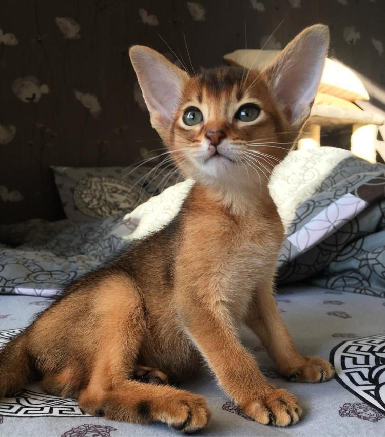 Абиссинская кошка