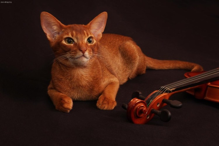 Абиссинская гладкошерстная кошка