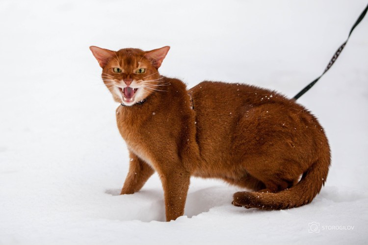 Абиссинская и Сомалийская кошка