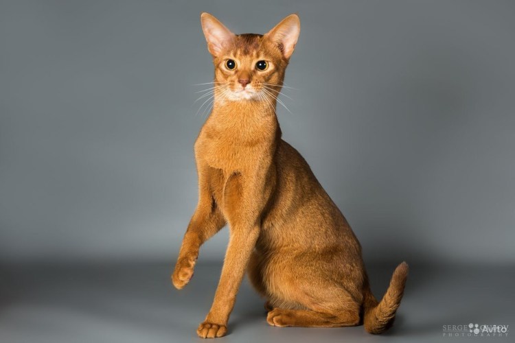 Сомалийская кошка