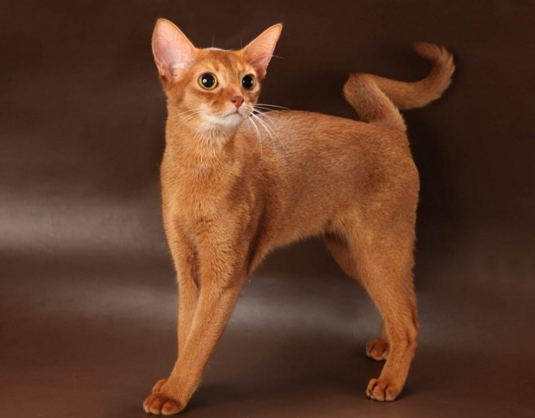 Гладко шорские игривые кошки рыжая