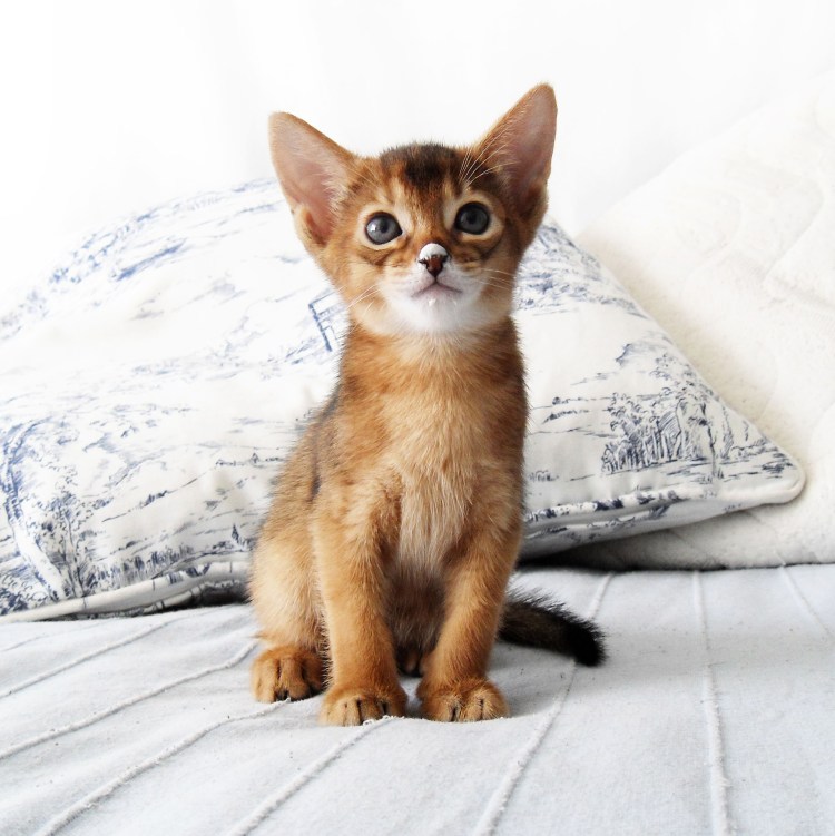 Кот породы абиссинец