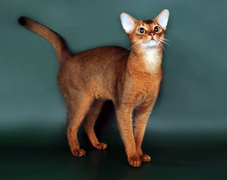 Абиссинская кошка