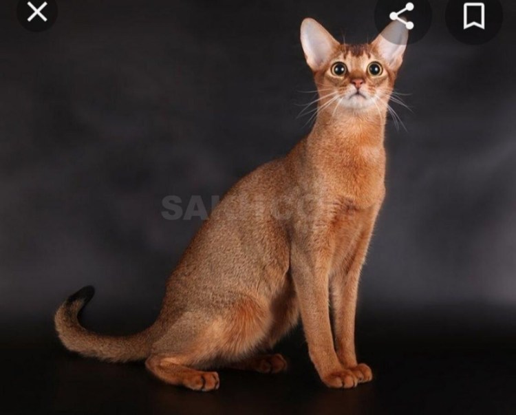 Абиссинская кошка