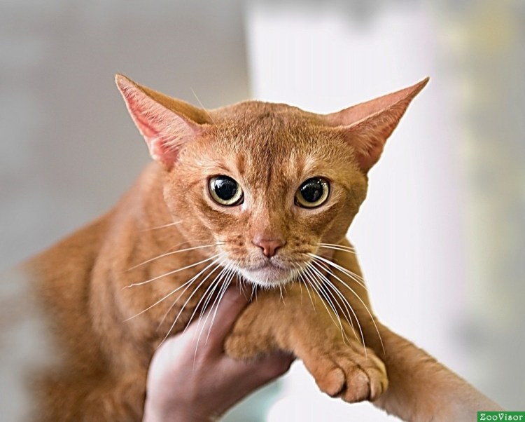 Абиссинский рыжий котенок