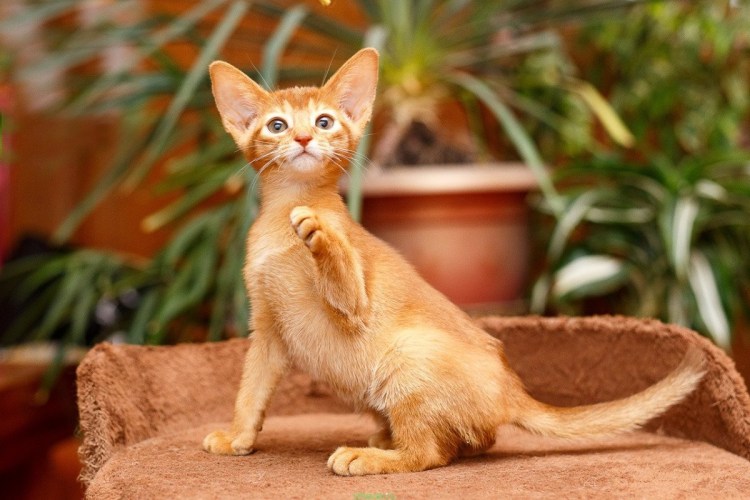 Темно рыжая кошка