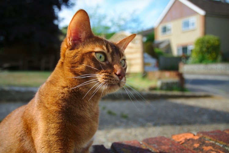 Порода кошек абиссинец