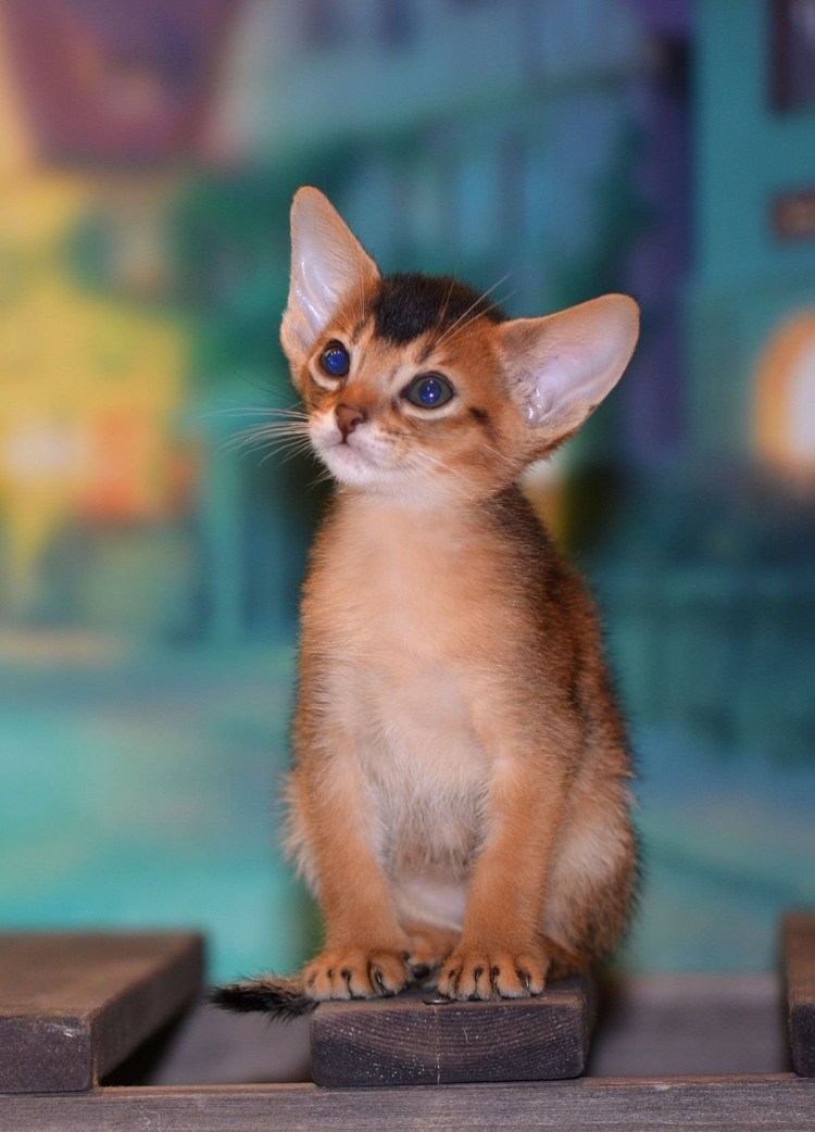 Абиссинская кошка рыжего окраса