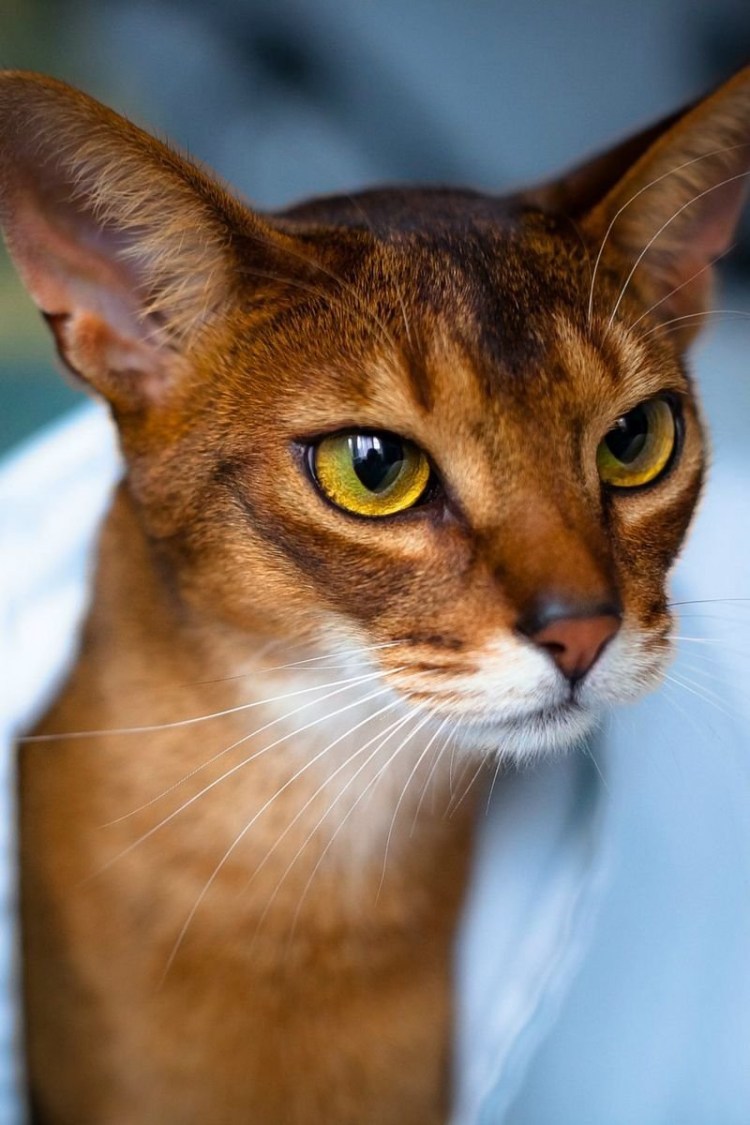 Абиссинская кошка