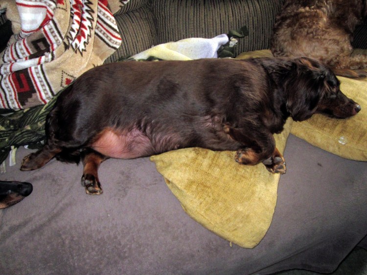 Рвота у собаки после еды