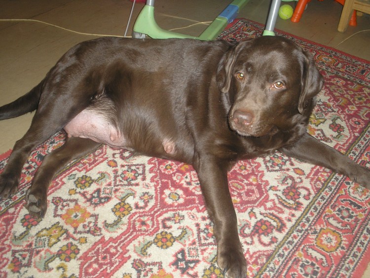 Черно подпалый