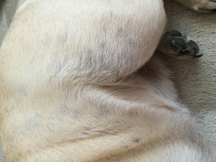 Передние лапы у лабрадора