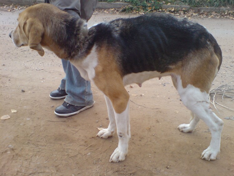 Беспородная собака беременность