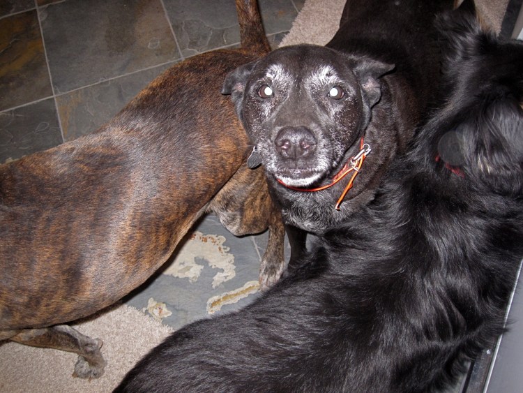 Беременность лабрадора