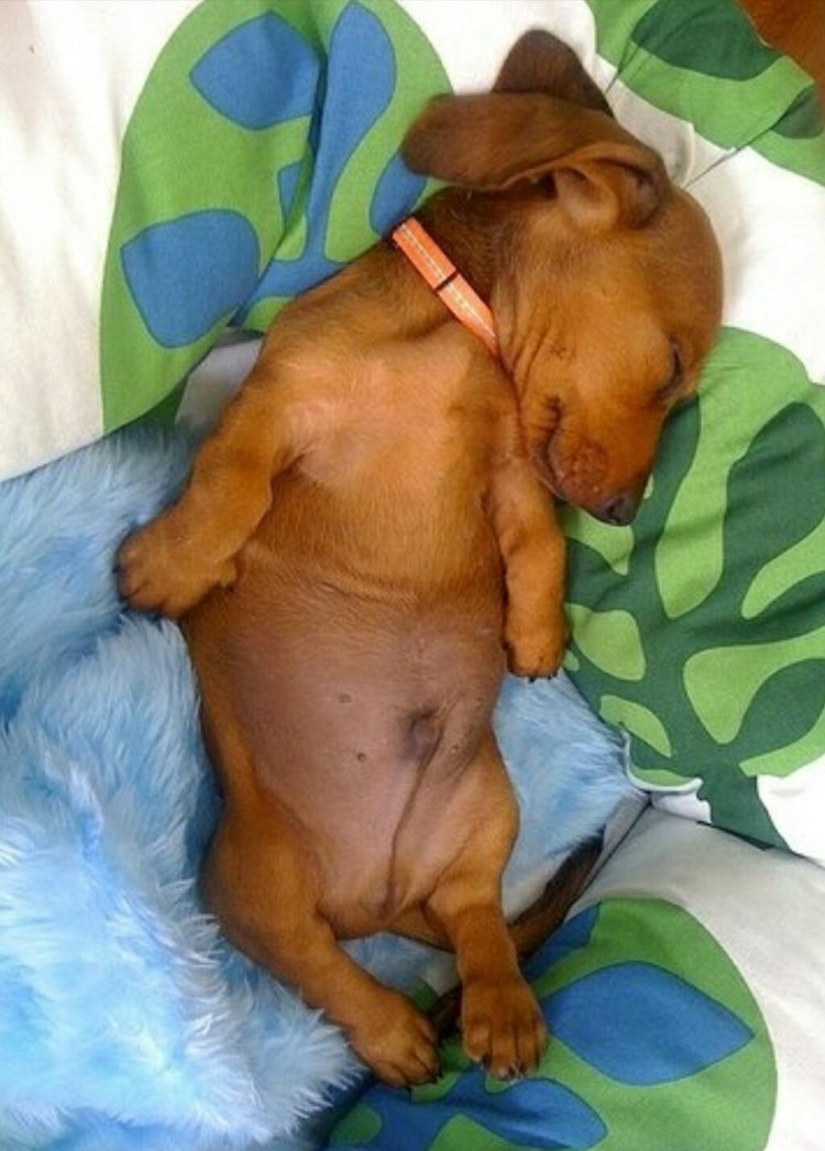 Ротвейлер черный 80 кг