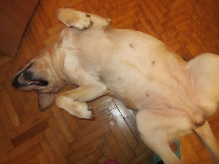 Чёрный лабрадор шерсть