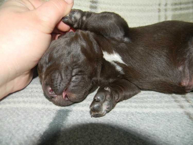 Овчарка спит