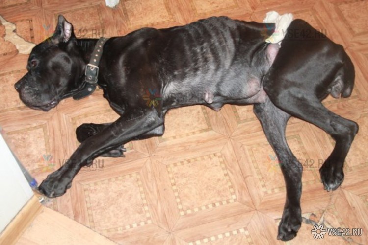 Блэк хаунд терьер