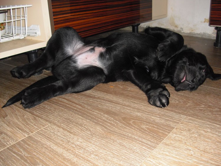 Лабрадор с пятнами