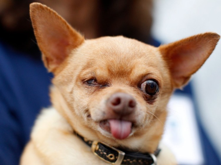 Толстая чихуахуа