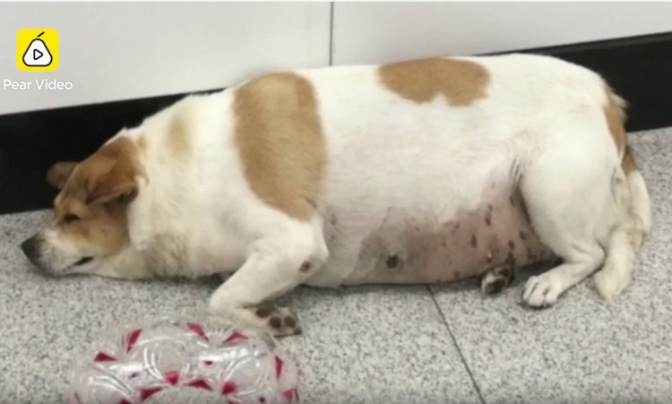 Проплешины у собаки на спине