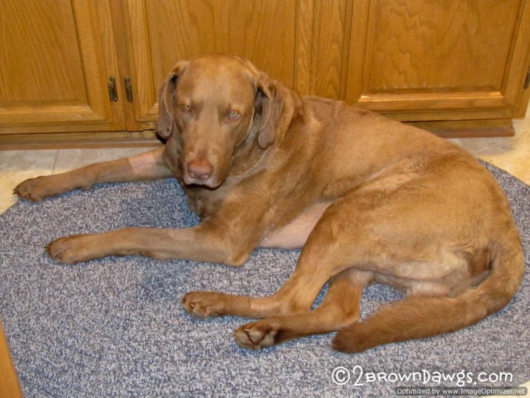 Прыщик у собаки на морде