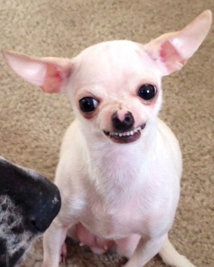 Чихуахуа мини пучеглазые