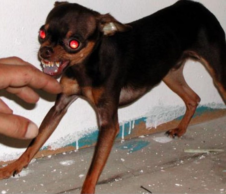 Маленькие злые собаки