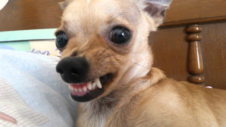 Злая собака чихуахуа