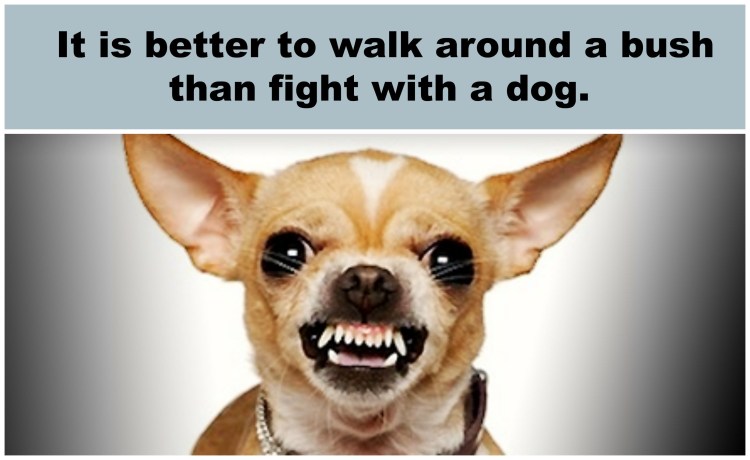 Чихуахуа 50/50