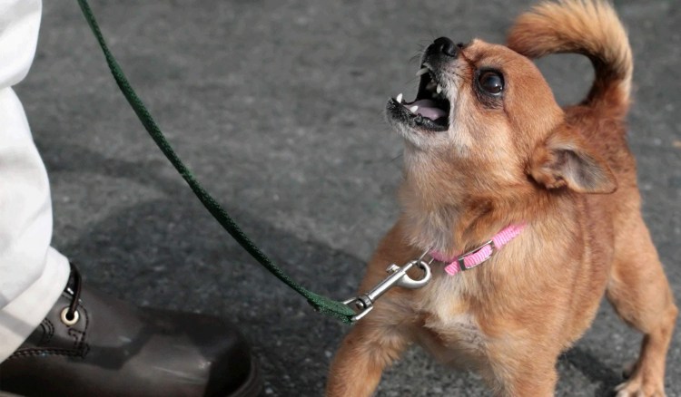 Чихуахуа гавкает