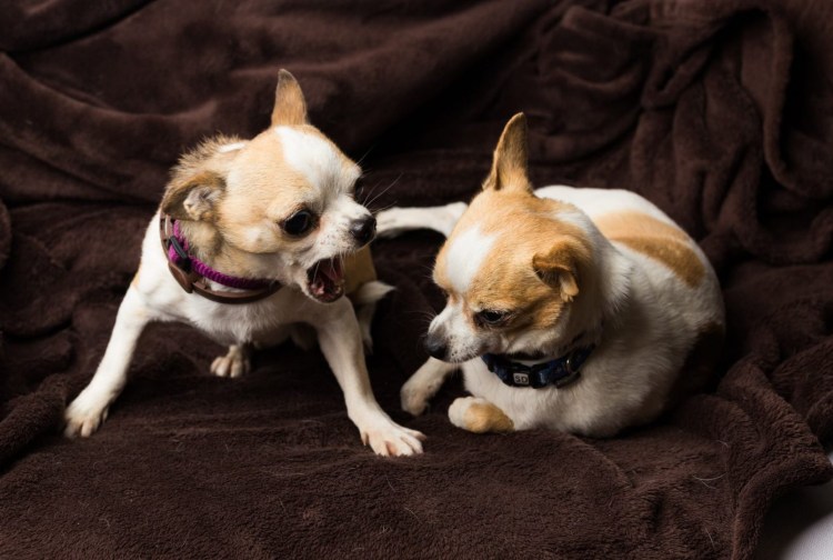 Чихуахуа дерутся