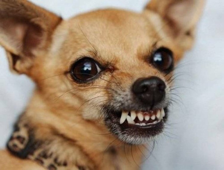 Собака чихуахуа маленькая злая
