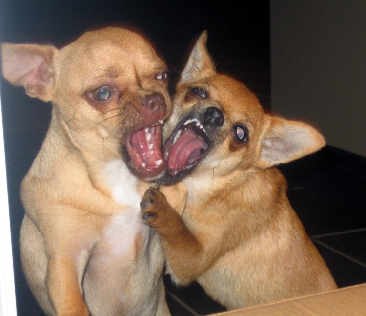 Злая чихуахуа