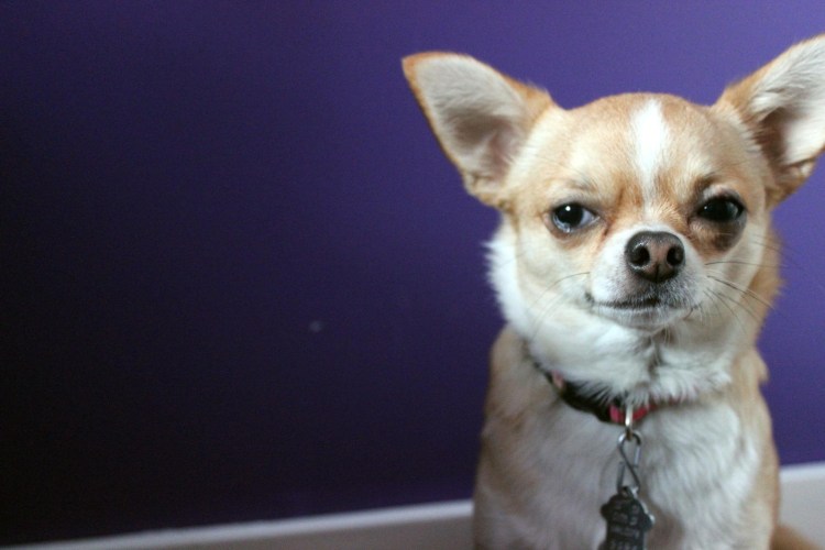 Чихуа Хуа Хуа злая