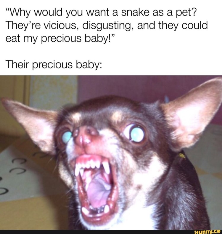 Черная чихуахуа злая