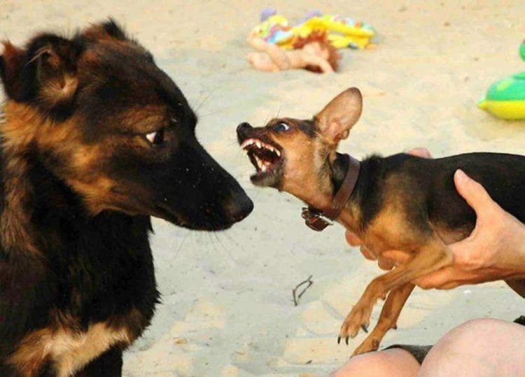 Лающая маленькая собачка