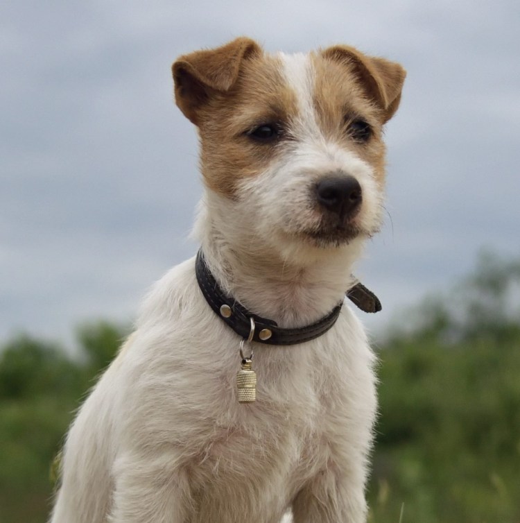 Бигль хвост купируют