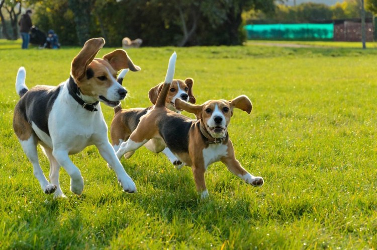 Бигль карликовый